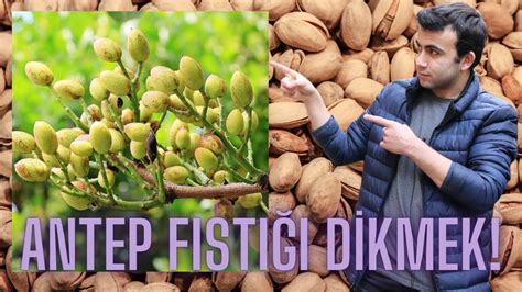 Antep Fıstığı Diyette Nasıl Kullanılır?