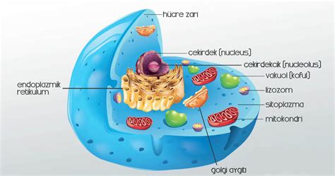 Çekirdek nedir?