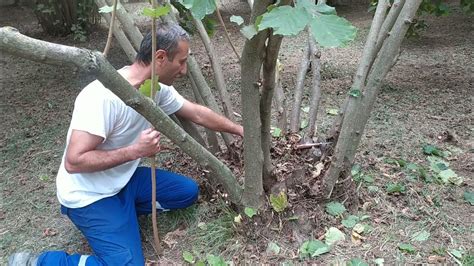 Fındık ağacında budama işlemleri