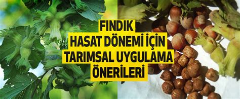 Fındık hasat dönemi